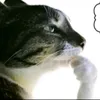 wtfzyk