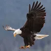al.iraqi233