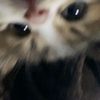 cinnamongorll_