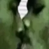 corcodusadelatecuci