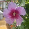 pippin_2023
