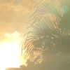 nicol_3075