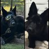 sir.diesel_theblackgsd