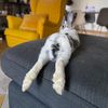purethebunny