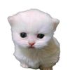 raein_a
