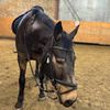 nadia.equi
