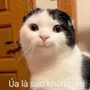 𝐏𝐫𝐨𝐝 𝐓𝐀𝐍𝐓𝐀𝐍