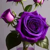 adil71969
