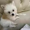 vclbipa