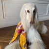 Samantha the Afghan Hound