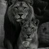 houda_dz22