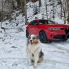 fluffysdog