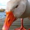 goosesigma0000_._