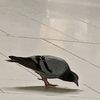 drmohammed555