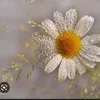 matricaria_recutita