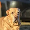 labrador_friend