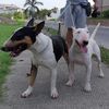 rocko.my.bullterrier