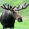 abino_moose