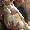 33catlady