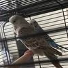 unknownbudgies