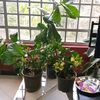 thepresidencyofplants