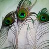 shimadas.281415