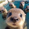 imaluph