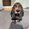 chief_the_basset