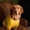 charleethegolden8