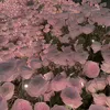 _steeeeeella_