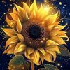 sunflower_7776