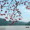 mai_la_mattroihong