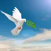 livia_f73