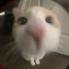 littlebighurricane