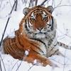 random_siberian_tiger