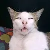kucing.gering