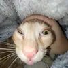 chuudick