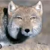 kyoc03