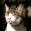 world wide cats