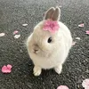 sonyachhh_15