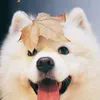 cutiecutiecutie7