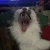 _hazbean_