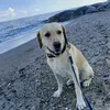 pislabionda