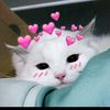 sedra_sy8