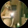 tomas.leiva092