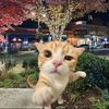 ttpandy