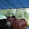 arikpoul