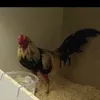 gallerotaiyo