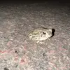 road_toad_sd