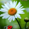 junais7892